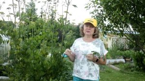 265_Любисток. Для чего нужен?