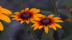 Ромашки!? ....Пиретрум, рудбекия, эхинацея, гайлардия....