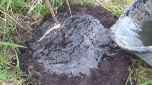 Осенняя посадка кизила "Семëн"