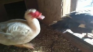 Мускусные утки/Гнёзда для мускусных уток