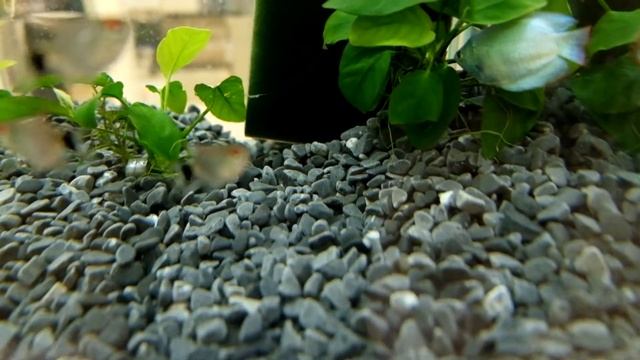 UDeco Canyon Black - Натуральный грунт для аквариумов "Черный гравий", 6-12 мм смотреть онлайн