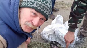 Купить кролика на рынке или на авито? Что есть в продаже. Покрытие крольчихи в багажнике