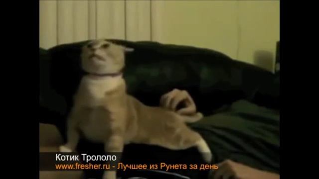 прикол - котик трололо смотреть онлайн