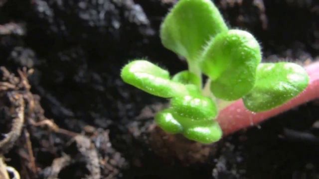 Fresh young leaves growing out of a stem - African Violet (Saintpaulias) смотреть онлайн