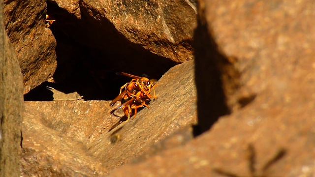 пчелы 2.MTS смотреть онлайн