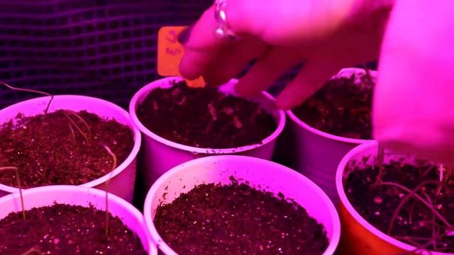 Indoor Greenhouse Update - Week 2 смотреть онлайн