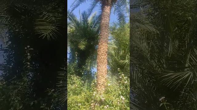 Date palm tree 🌲🌲🌲 🌲🌲 смотреть онлайн