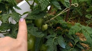 обзор, сибирский карлик в грунте в грядке, как завязал. 🍅