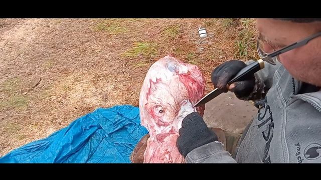 Первичная обработка трофея в полевых условиях на примере бурого медведя. смотреть онлайн