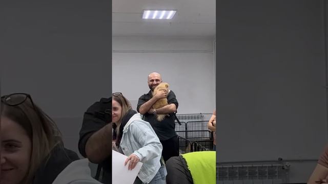 Приют для маленьких собак 