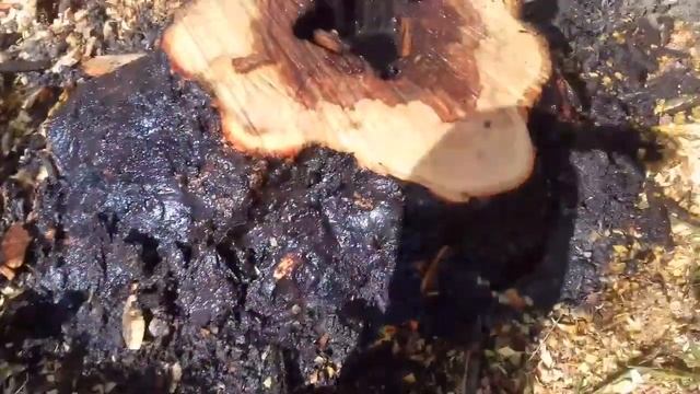 Пытаюсь избавиться от пня с помощью соли и кипятка смотреть онлайн