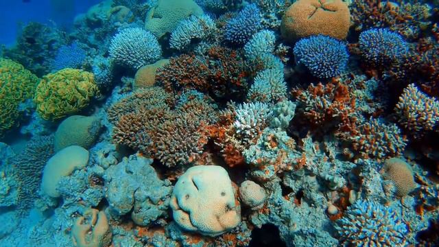 Красота подводной жизни. Немного о подводном мире смотреть онлайн