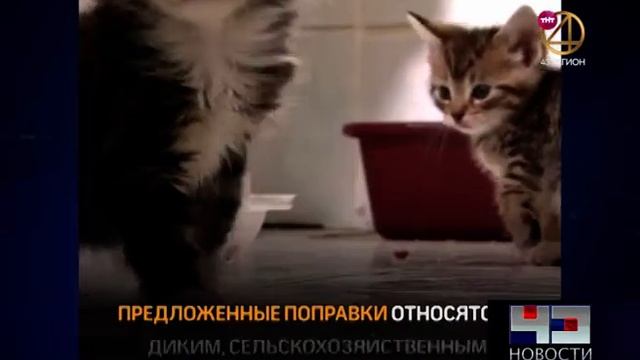 04 06 Поправки о гуманном отношении к животным смотреть онлайн