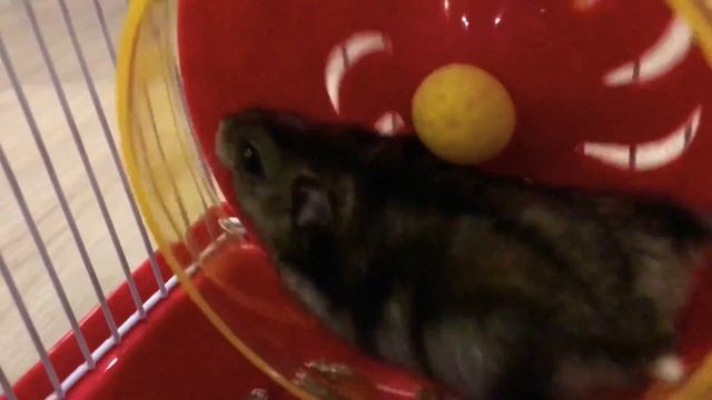 Приехали из детского сада / Новый питомец / хомяк / кролики / New pet / hamster / rabbit смотреть онлайн