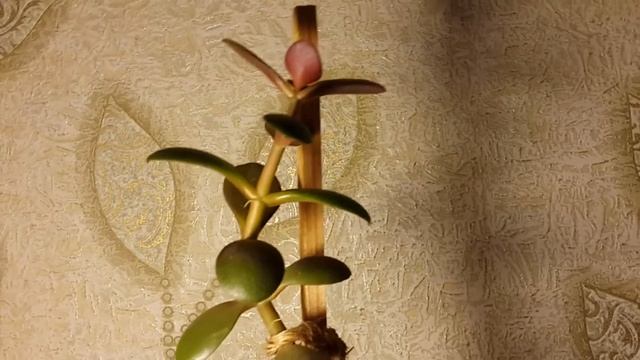 Обзор растении Толстянка (Крассула овата или Денежное дерево) смотреть онлайн