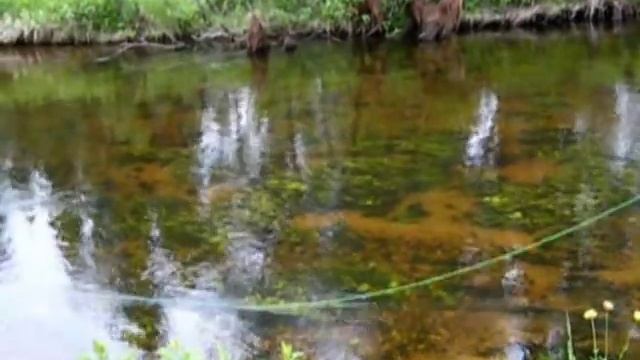 Ловля хариуса на лесной реке смотреть онлайн