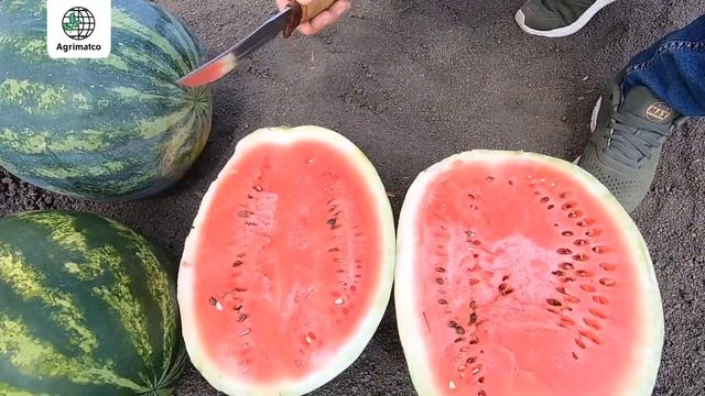 Арбузы "Кримсон свит" от Hollar Seeds: подробный обзор смотреть онлайн