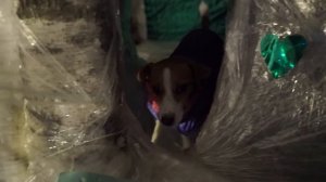 НОЧЬ в доме из Пленки НА ДЕРЕВЕ ГОСТИ | Elli Di