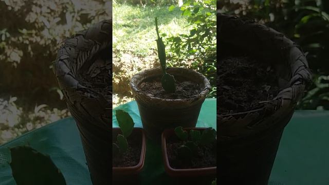Você conhece a mini palma??? Essas são mudas de amor!!!❤👪 смотреть онлайн