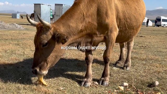 7. Ночуем в юрте в первый раз ∙ о. Сон-Кол, Кыргызстан смотреть онлайн