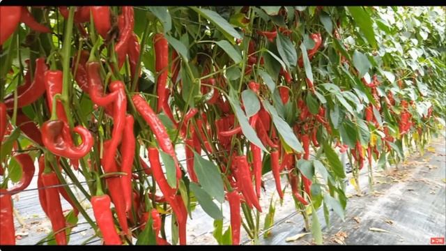 Корейское земледелие, традиционное природное и современное научное. Мои советы. смотреть онлайн