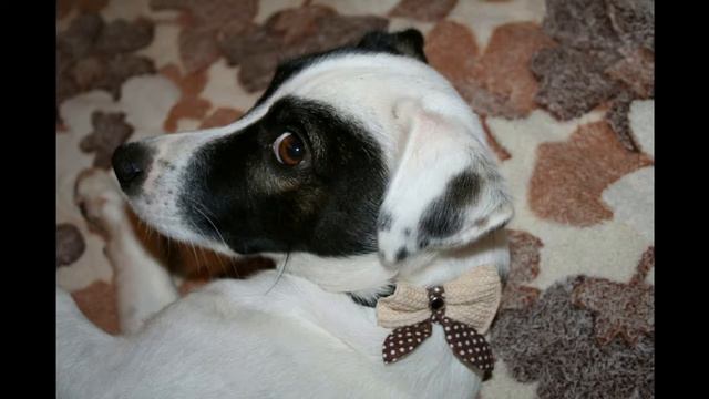 домашний зоопарк смотреть онлайн