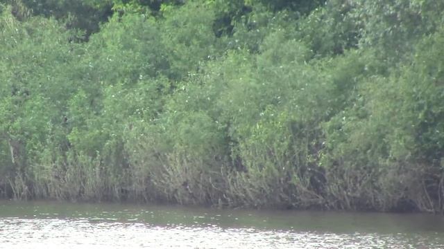 Дубки, Ока, Рязанская область смотреть онлайн