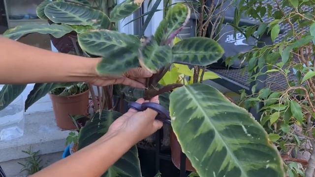 Calathea Warscewiczii, Prayer Plants propagation смотреть онлайн