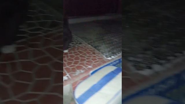 Кормление уличного котёнка и его мамы. смотреть онлайн