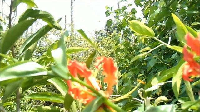 PLANT: Gloriosa Superba - Langali - Kanvali смотреть онлайн
