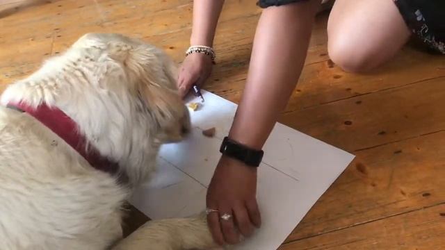 FUNNY DOG LEARNS HOW TO PLAY GAME-GOLDEN RETRIEVER CHALLENGE смотреть онлайн