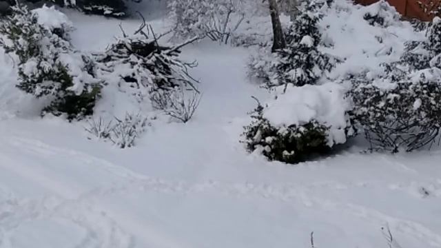 Тихо в лесу только не спит барсук ?