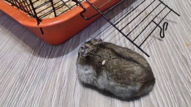 Я положил в посудку снег что они будут делать? смотреть онлайн