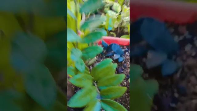 zz plant...zamioculcas zamiifolia,zanzibar gem,zz plant,zz plant care,zz plant yellow leaves смотреть онлайн