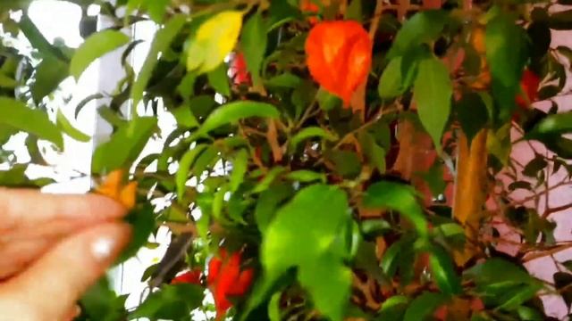 Почему осыпаются листья фикуса Бенджамина.Как спасти фикус. смотреть онлайн