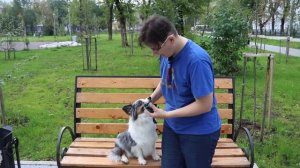 Ошейник антилай 656. Часть первая