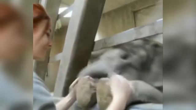 Милые животные Забавные и смешные собаки ? Коты с разными глазами смотреть онлайн