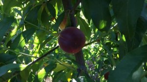 Обзор СВЕРХРАННЕГО персика Эрли Крест / early peach "Airlie Cross"