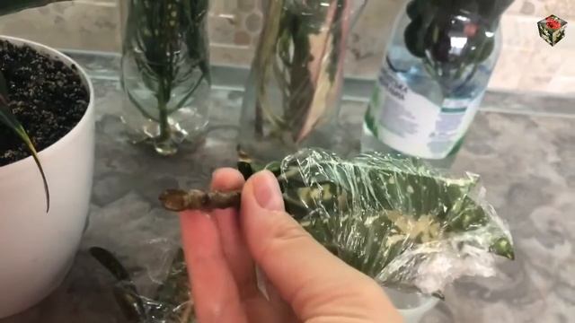 КРОТОН, РАЗМНОЖЕНИЕ черенками и секреты УКОРЕНЕНИЯ В ВОДЕ. смотреть онлайн