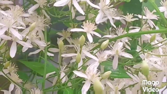 ബ്രൈഡൽ ബൊക്കെ|Most Beautiful Garden Plant /Bridal Bouquet/Clematis Terniflora/Aagi' Cute World