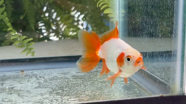 Zhao’s Fancies fancy goldfish collection смотреть онлайн
