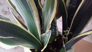 Санса - мои секреты выращивания сансевиерии