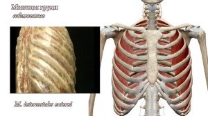Мышцы груди: функциональная анатомия