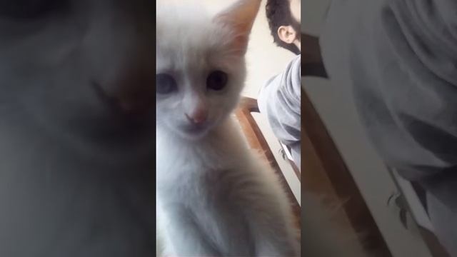 Кот породы ВАН - VAN Cat смотреть онлайн