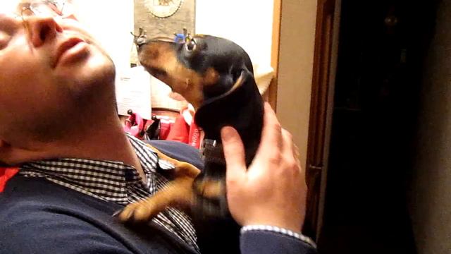 Ева встречает хозяина и не даёт ему выспаться))) смотреть онлайн