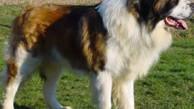 Кавказская овчарка — Caucasian Shepherd Dog смотреть онлайн