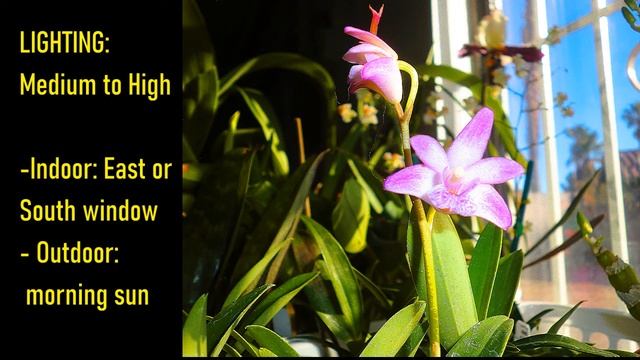 Dendrobium Delicatum (Kingianum Hybrid): Description & Care Information смотреть онлайн