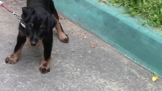 Фон фарри и Фара Фарага 3месяца и7дней