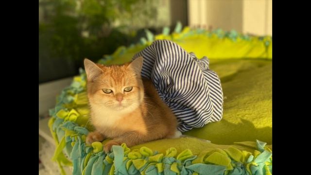 ? ЗОЛОТАЯ ШИНШИЛЛА КОШКИ?ПОЧЕМУ ТАК НАЗЫВАЕМ?GOLDEN KITTENS☀️ смотреть онлайн
