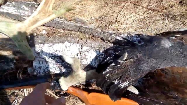 ТОЗ-63. 16 КАЛИБР. ОХОТА НА ГЛУХАРЯ. открытие охоты. весна 2022 г. смотреть онлайн